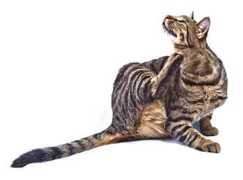 Kissan kutina | Sympaatti Eläinklinikat